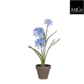 Agapanthus Blue In Pot Ø11,5Cm - H45Xd20Cm